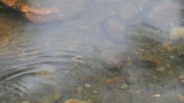 Su yüzeyinde dönen böcekler ya da su böcekleri. Gyrinidae familyasından bir kuş türü. Genellikle suyun yüzeyinde yüzerler, ama suyun içinde de yüzebilirler. Yavaş çekim videosu. 
