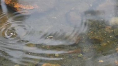 Su yüzeyinde dönen böcekler ya da su böcekleri. Gyrinidae familyasından bir kuş türü. Genellikle suyun yüzeyinde yüzerler, ama suyun içinde de yüzebilirler. Yavaş çekim videosu. 