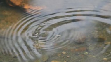 Su yüzeyinde dönen böcekler ya da su böcekleri. Gyrinidae familyasından bir kuş türü. Genellikle suyun yüzeyinde yüzerler, ama suyun içinde de yüzebilirler. Yavaş çekim videosu. 
