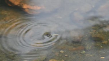 Su yüzeyinde dönen böcekler ya da su böcekleri. Gyrinidae familyasından bir kuş türü. Genellikle suyun yüzeyinde yüzerler, ama suyun içinde de yüzebilirler. Yavaş çekim videosu. 