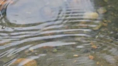 Su yüzeyinde dönen böcekler ya da su böcekleri. Gyrinidae familyasından bir kuş türü. Genellikle suyun yüzeyinde yüzerler, ama suyun içinde de yüzebilirler. Yavaş çekim videosu. 