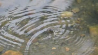Su yüzeyinde dönen böcekler ya da su böcekleri. Gyrinidae familyasından bir kuş türü. Genellikle suyun yüzeyinde yüzerler, ama suyun içinde de yüzebilirler. Yavaş çekim videosu. 