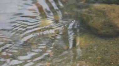 Su yüzeyinde dönen böcekler ya da su böcekleri. Gyrinidae familyasından bir kuş türü. Genellikle suyun yüzeyinde yüzerler, ama suyun içinde de yüzebilirler. Yavaş çekim videosu. 