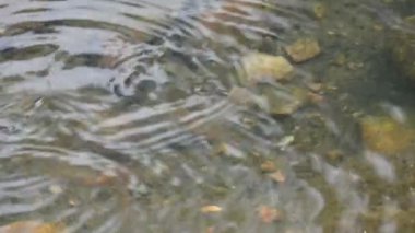 Su yüzeyinde dönen böcekler ya da su böcekleri. Gyrinidae familyasından bir kuş türü. Genellikle suyun yüzeyinde yüzerler, ama suyun içinde de yüzebilirler. Yavaş çekim videosu. 