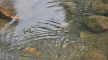 Su yüzeyinde dönen böcekler ya da su böcekleri. Gyrinidae familyasından bir kuş türü. Genellikle suyun yüzeyinde yüzerler, ama suyun içinde de yüzebilirler. Yavaş çekim videosu. 