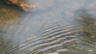 Su yüzeyinde dönen böcekler ya da su böcekleri. Gyrinidae familyasından bir kuş türü. Genellikle suyun yüzeyinde yüzerler, ama suyun içinde de yüzebilirler. Yavaş çekim videosu. 