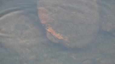 Su yüzeyinde dönen böcekler ya da su böcekleri. Gyrinidae familyasından bir kuş türü. Genellikle suyun yüzeyinde yüzerler, ama suyun içinde de yüzebilirler. Yavaş çekim videosu. 