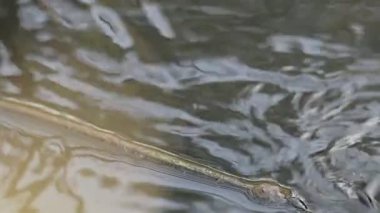 Su yüzeyinde dönen böcekler ya da su böcekleri. Gyrinidae familyasından bir kuş türü. Genellikle suyun yüzeyinde yüzerler, ama suyun içinde de yüzebilirler. Yavaş çekim videosu. 