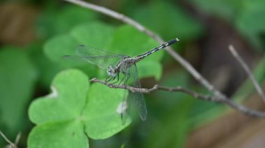 Önemsiz yusufçuk böceği. Libellulidae familyasından bir yusufçuk türü. Mavi gözlü küçük bir yusufçuk. Diğer adı da perçin balığı ve toprak kaymağı. Yavaş çekim videosu.