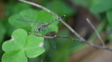 Önemsiz yusufçuk böceği. Libellulidae familyasından bir yusufçuk türü. Mavi gözlü küçük bir yusufçuk. Diğer adı da perçin balığı ve toprak kaymağı. Yavaş çekim videosu.