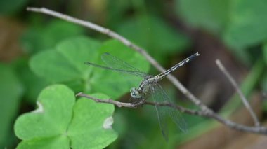 Önemsiz yusufçuk böceği. Libellulidae familyasından bir yusufçuk türü. Mavi gözlü küçük bir yusufçuk. Diğer adı da perçin balığı ve toprak kaymağı. Yavaş çekim videosu.