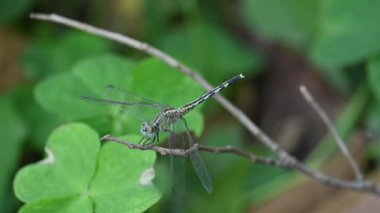 Önemsiz yusufçuk böceği. Libellulidae familyasından bir yusufçuk türü. Mavi gözlü küçük bir yusufçuk. Diğer adı da perçin balığı ve toprak kaymağı. Yavaş çekim videosu.