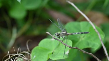 Önemsiz yusufçuk böceği. Libellulidae familyasından bir yusufçuk türü. Mavi gözlü küçük bir yusufçuk. Diğer adı da perçin balığı ve toprak kaymağı. Yavaş çekim videosu.