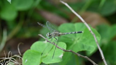 Önemsiz yusufçuk böceği. Libellulidae familyasından bir yusufçuk türü. Mavi gözlü küçük bir yusufçuk. Diğer adı da perçin balığı ve toprak kaymağı. Yavaş çekim videosu.