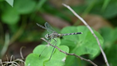 Önemsiz yusufçuk böceği. Libellulidae familyasından bir yusufçuk türü. Mavi gözlü küçük bir yusufçuk. Diğer adı da perçin balığı ve toprak kaymağı. Yavaş çekim videosu.