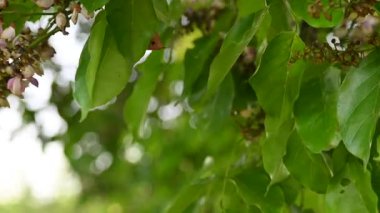 Millettia Pinnata çiçekleri. Fabaceae familyasından bir ağaç türü. Diğer adı Pongamiapinnata, Hint biechandPongame Petrol Ağacı. Birçok Ayurvedic tıpta kullanılır. Yavaş çekim videosu. 