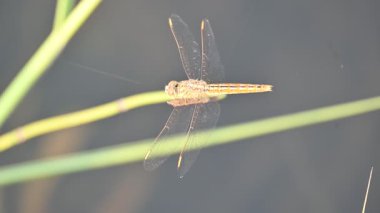 Brachythem kirletici ya da kuyu mücevheri. Libellulidae familyasından bir yusufçuk türü. Birçok Asya ülkesinde bulunur..