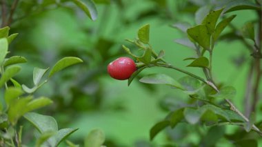 Murraya paniklemiş meyveler. Diğer adı turuncu yasemin, turuncu yasemin ve portakal rengi çiçek. Rutaceae familyasından bir çalı ya da küçük ağaç türü. Kamini meyveleri. 