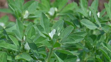 Sebze bahçesindeki Çemen Çiçeği. Çok popüler bir sebze ve sebzedir. Yaprakları ve tohumları Hindistan 'ın alt kıtasındaki yemeklerde bulunan ortak malzemelerdir. Trigonella foenum graecum.