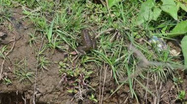 Yeşil çimlerde oturan kurbağalar. Sahada dinlenen bir kurbağanın yakın görüntüsü. Yağmur mevsiminde kurbağa.