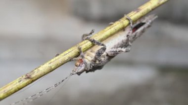Nycteola revayana. Yaygın adı Oak nycteoline, Nolidae ve Noctuoidea 'dır. Nolidae familyasından bir amothof. Japonya ve Hindistan 'da bulunur..
