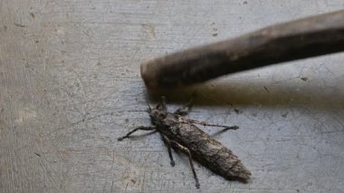 Nycteola revayana. Yaygın adı Oak nycteoline, Nolidae ve Noctuoidea 'dır. Nolidae familyasından bir amothof. Japonya ve Hindistan 'da bulunur..