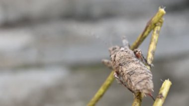 Nycteola revayana. Yaygın adı Oak nycteoline, Nolidae ve Noctuoidea 'dır. Nolidae familyasından bir amothof. Japonya ve Hindistan 'da bulunur..