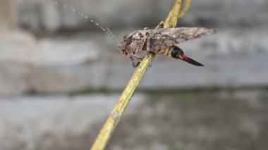 Nycteola revayana. Yaygın adı Oak nycteoline, Nolidae ve Noctuoidea 'dır. Nolidae familyasından bir amothof. Japonya ve Hindistan 'da bulunur..