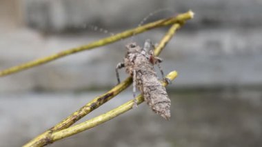 Nycteola revayana. Yaygın adı Oak nycteoline, Nolidae ve Noctuoidea 'dır. Nolidae familyasından bir amothof. Japonya ve Hindistan 'da bulunur..