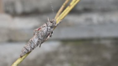 Nycteola revayana. Yaygın adı Oak nycteoline, Nolidae ve Noctuoidea 'dır. Nolidae familyasından bir amothof. Japonya ve Hindistan 'da bulunur..