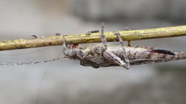 Nycteola revayana. Yaygın adı Oak nycteoline, Nolidae ve Noctuoidea 'dır. Nolidae familyasından bir amothof. Japonya ve Hindistan 'da bulunur..