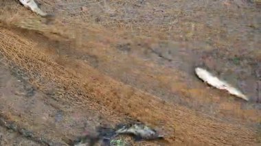 Ağ ile gölde balık yakalamak. Bu, Hindistan 'da geleneksel bir balık tutma yöntemidir. Bu çok kolay bir balık tutma metodu. Ağlarla balık tutmak.