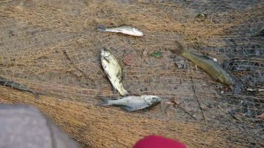 Ağ ile gölde balık yakalamak. Bu, Hindistan 'da geleneksel bir balık tutma yöntemidir. Bu çok kolay bir balık tutma metodu. Ağlarla balık tutmak.