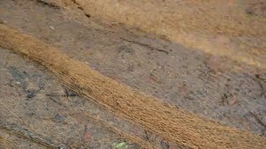 Ağ ile gölde balık yakalamak. Bu, Hindistan 'da geleneksel bir balık tutma yöntemidir. Bu çok kolay bir balık tutma metodu. Ağlarla balık tutmak.