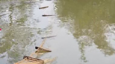 Ağ ile gölde balık yakalamak. Bu, Hindistan 'da geleneksel bir balık tutma yöntemidir. Bu çok kolay bir balık tutma metodu. Ağlarla balık tutmak.