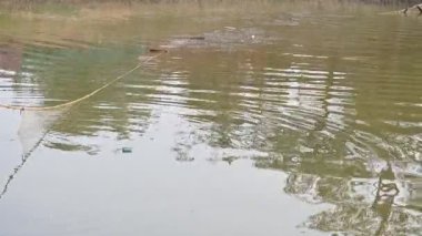 Ağ ile gölde balık yakalamak. Bu, Hindistan 'da geleneksel bir balık tutma yöntemidir. Bu çok kolay bir balık tutma metodu. Ağlarla balık tutmak.