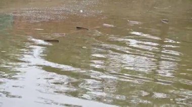 Ağ ile gölde balık yakalamak. Bu, Hindistan 'da geleneksel bir balık tutma yöntemidir. Bu çok kolay bir balık tutma metodu. Ağlarla balık tutmak.