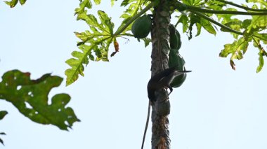 Brahminy Starling olgun papaya yiyor. Bu kuş ağaçta olgun papaya meyveleri yiyor. Bu yaygın bir isimdir. Myna ve Sturnia pagodarum. Starling kuş familyasının bir üyesidir. Yavaş çekim videosu.