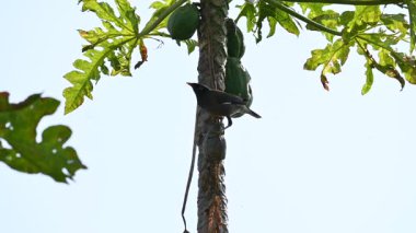 Brahminy Starling olgun papaya yiyor. Bu kuş ağaçta olgun papaya meyveleri yiyor. Bu yaygın bir isimdir. Myna ve Sturnia pagodarum. Starling kuş familyasının bir üyesidir. Yavaş çekim videosu.