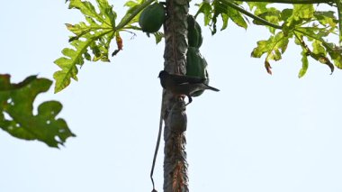 Brahminy Starling olgun papaya yiyor. Bu kuş ağaçta olgun papaya meyveleri yiyor. Bu yaygın bir isimdir. Myna ve Sturnia pagodarum. Starling kuş familyasının bir üyesidir. Yavaş çekim videosu.