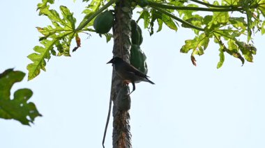 Brahminy Starling olgun papaya yiyor. Bu kuş ağaçta olgun papaya meyveleri yiyor. Bu yaygın bir isimdir. Myna ve Sturnia pagodarum. Starling kuş familyasının bir üyesidir. Yavaş çekim videosu.