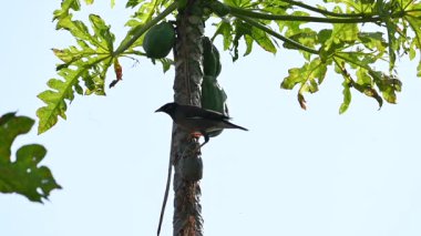 Brahminy Starling olgun papaya yiyor. Bu kuş ağaçta olgun papaya meyveleri yiyor. Bu yaygın bir isimdir. Myna ve Sturnia pagodarum. Starling kuş familyasının bir üyesidir. Yavaş çekim videosu.
