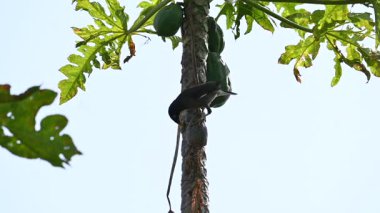 Brahminy Starling olgun papaya yiyor. Bu kuş ağaçta olgun papaya meyveleri yiyor. Bu yaygın bir isimdir. Myna ve Sturnia pagodarum. Starling kuş familyasının bir üyesidir. Yavaş çekim videosu.
