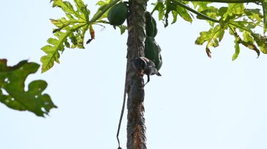 Brahminy Starling olgun papaya yiyor. Bu kuş ağaçta olgun papaya meyveleri yiyor. Bu yaygın bir isimdir. Myna ve Sturnia pagodarum. Starling kuş familyasının bir üyesidir. Yavaş çekim videosu.