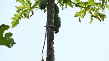 Brahminy Starling olgun papaya yiyor. Bu kuş ağaçta olgun papaya meyveleri yiyor. Bu yaygın bir isimdir. Myna ve Sturnia pagodarum. Starling kuş familyasının bir üyesidir. Yavaş çekim videosu.