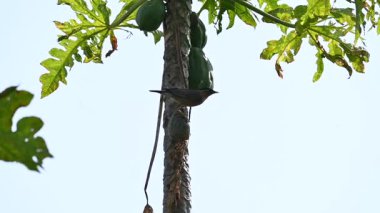 Brahminy Starling olgun papaya yiyor. Bu kuş ağaçta olgun papaya meyveleri yiyor. Bu yaygın bir isimdir. Myna ve Sturnia pagodarum. Starling kuş familyasının bir üyesidir. Yavaş çekim videosu.