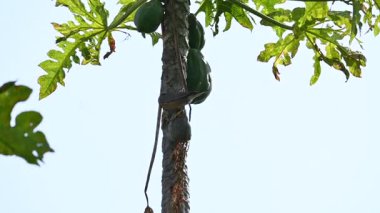Brahminy Starling olgun papaya yiyor. Bu kuş ağaçta olgun papaya meyveleri yiyor. Bu yaygın bir isimdir. Myna ve Sturnia pagodarum. Starling kuş familyasının bir üyesidir. Yavaş çekim videosu.