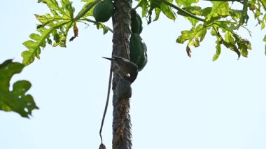 Brahminy Starling olgun papaya yiyor. Bu kuş ağaçta olgun papaya meyveleri yiyor. Bu yaygın bir isimdir. Myna ve Sturnia pagodarum. Starling kuş familyasının bir üyesidir. Yavaş çekim videosu.