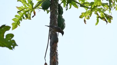 Brahminy Starling olgun papaya yiyor. Bu kuş ağaçta olgun papaya meyveleri yiyor. Bu yaygın bir isimdir. Myna ve Sturnia pagodarum. Starling kuş familyasının bir üyesidir. Yavaş çekim videosu.