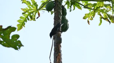 Brahminy sığırcık kuşu olgun papaya yiyor. Bu kuş ağaçta olgun papaya meyveleri yiyor. Bu yaygın bir isimdir. Myna ve Sturnia pagodarum. Starling kuş ailesinin bir üyesidir..